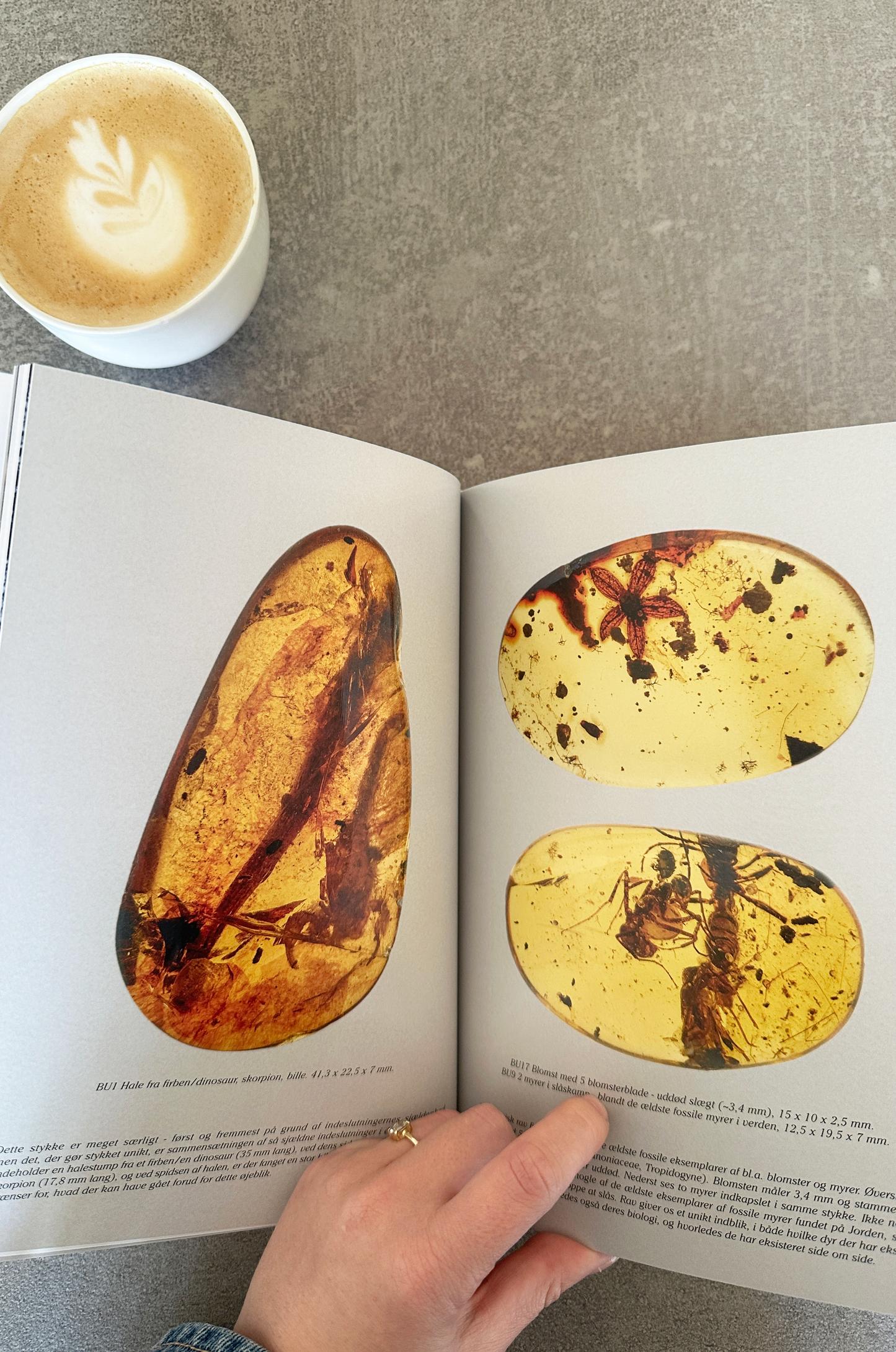 Rav - et vindue til fortiden